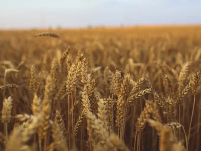 فروش دریپر آبیاری قطره ای در پیشوا
