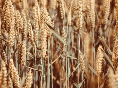 فروش دریپر آبیاری قطره ای در سبزوار