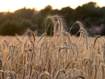 فروش دریپر آبیاری قطره ای در ساوه