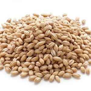 جو پوست کنده فله ای در بسته بندی 25 کیلوگرمی