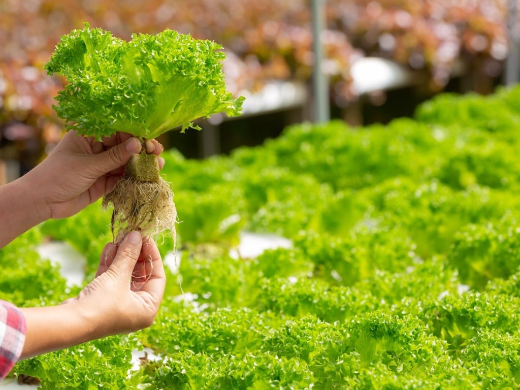 پشم سنگ برای کاشت گیاه