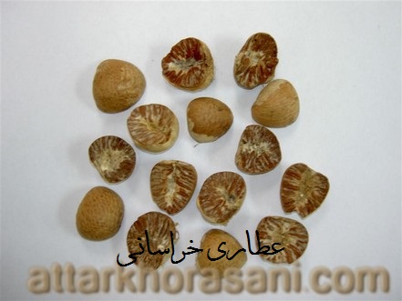 فوفل نسابیده هندی