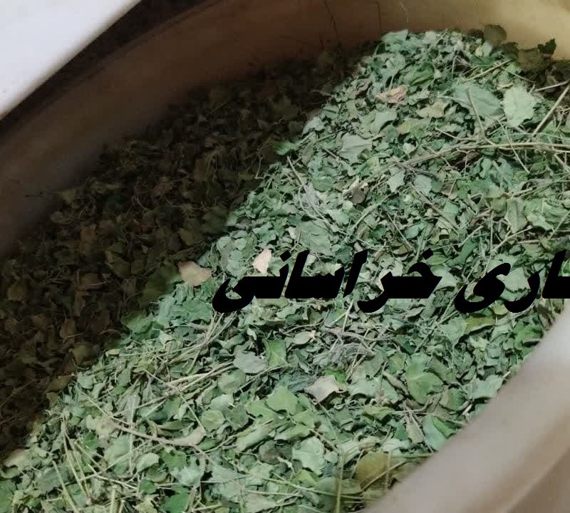 برگ مورینگا هندی