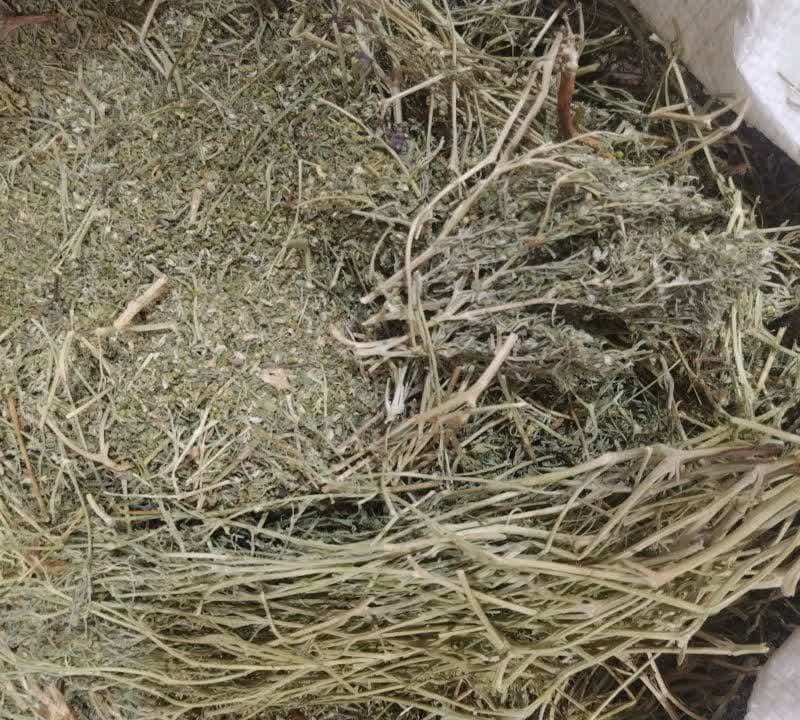 شاهتره خشک