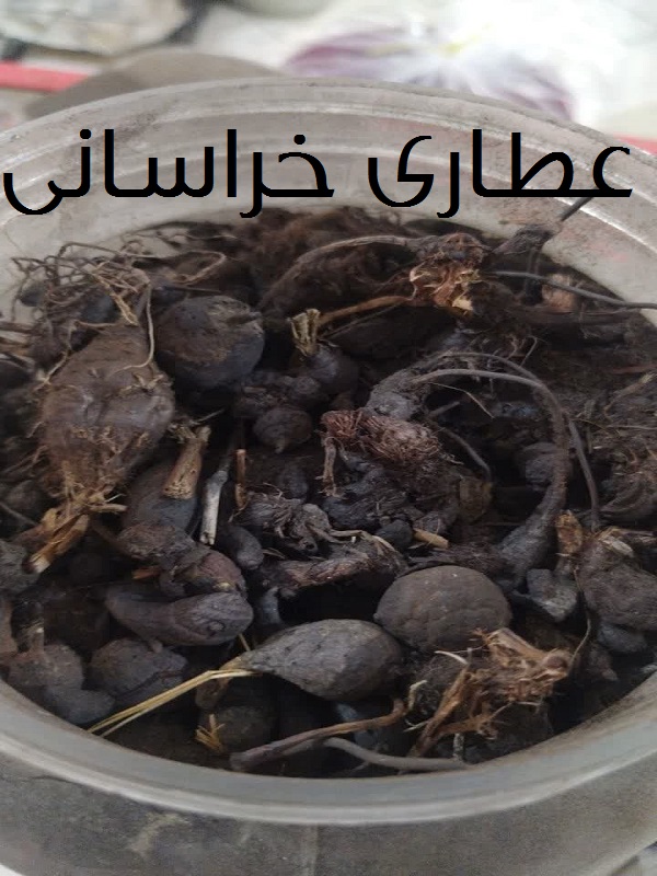 سعد کوفی اصل نسابیده
