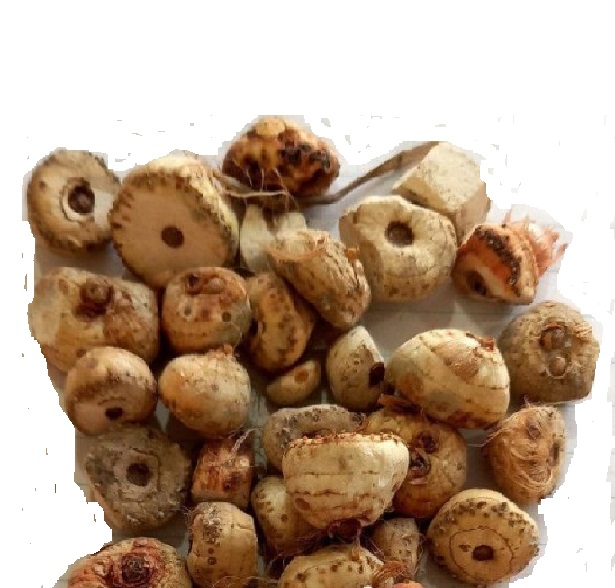 گیاه زراوند اصل  ایرانی