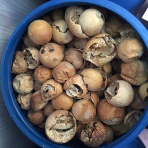 حنظل درشت نسابیده