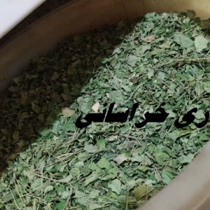 برگ مورینگا هندی