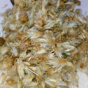 گل قاصدک بیابانی