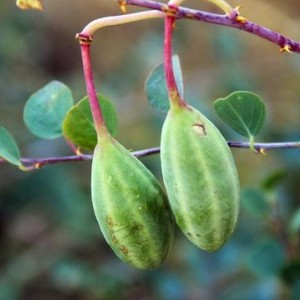 هندوانه کبر خشک شده