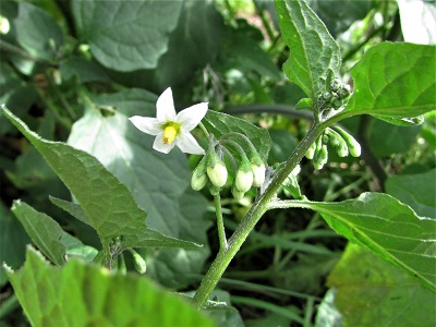 برگ و سرشاخه تاجریزی