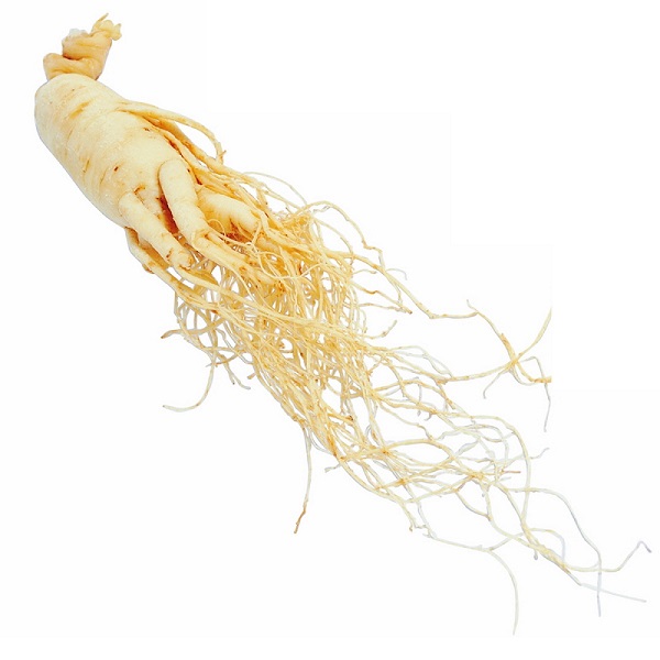 جینسینگ استخوانی