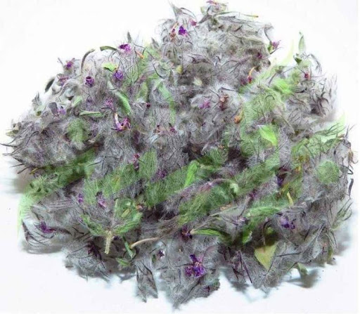 چای کوهی