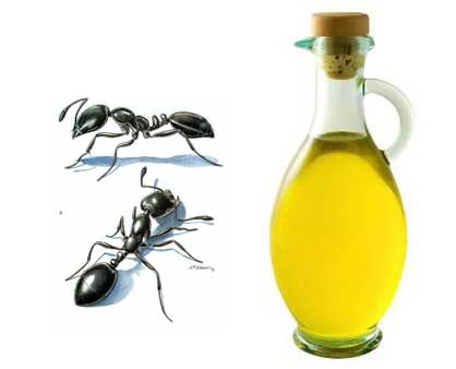 روغن مورچه