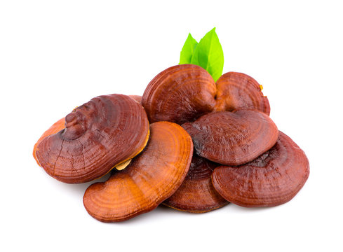 قارچ گانودرما