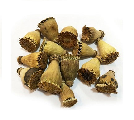 گرز شقایق