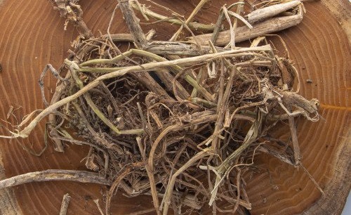 ریشه گزنه