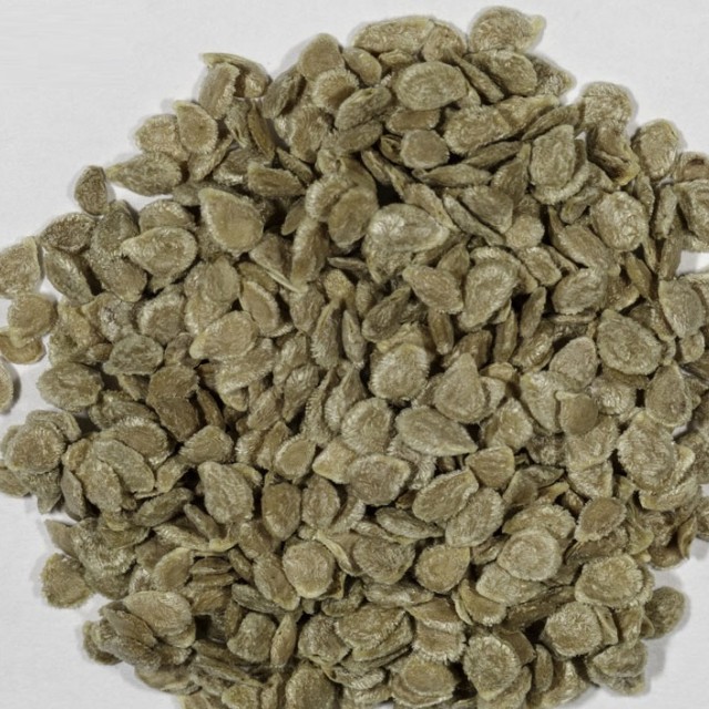 بذر گوجه
