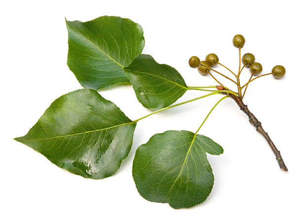 برگ گلابی