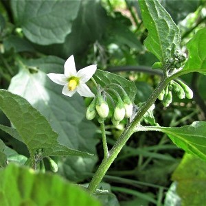 برگ و سرشاخه تاجریزی