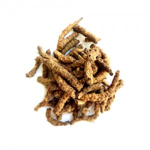 خربق سفید