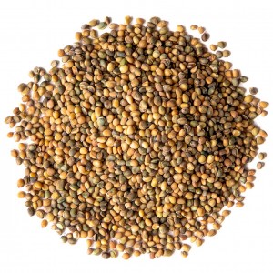 کیکوج (منداب)