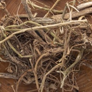 ریشه گزنه