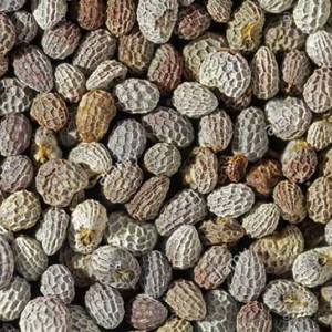 بذر شقایق