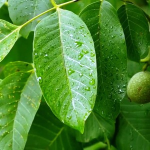 برگ گردو