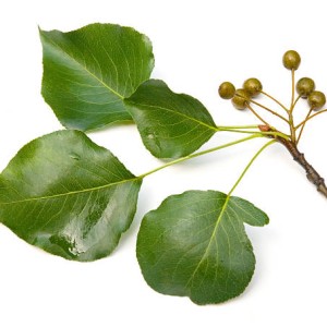 برگ گلابی