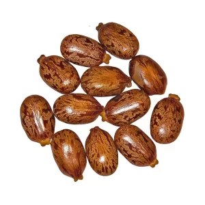 بید انجیر (کرچک)