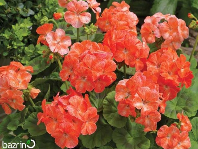 بذر گل شمعدانی نارنجی سفید