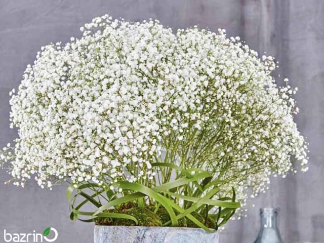 بذر گل ژیپسوفیلا سفید (گل عروس)