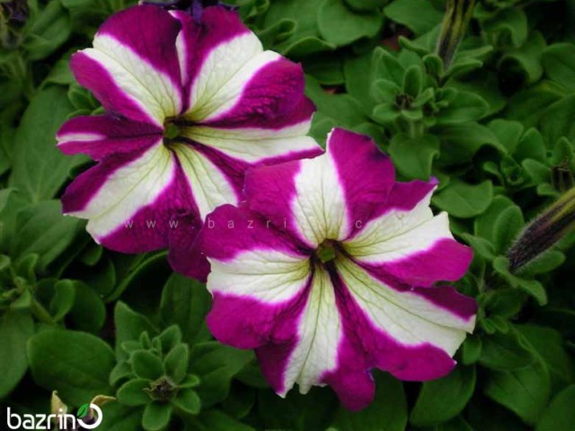 بذر گل اطلسی ارغوانه ستاره (وانیا)