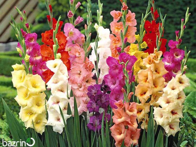 پیاز گل گلایول هلندی میکس