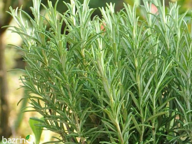 بذر رزماری