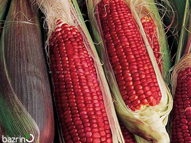 بذر ذرت قرمز