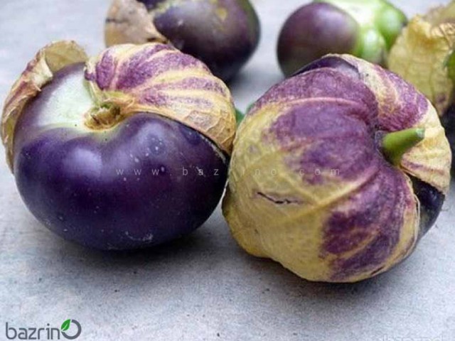 بذر فیسالیس بنفش