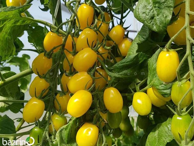 بذر گوجه زیتونی زرد درختی