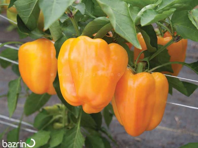 بذر فلفل دلمه ای نارنجی هیبرید