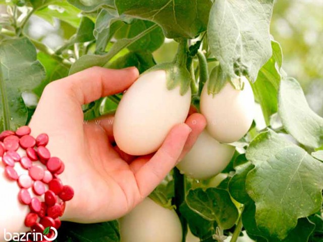 بذر بادمجان سفید مینیاتوری