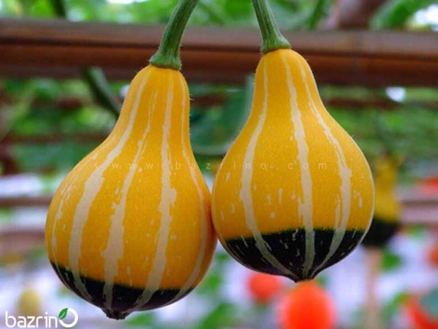 بذر کدو لامپی ( کدو گلابی دو رنگ)