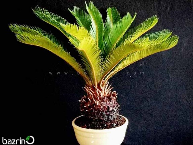 بذر درختچه سیکاس عددی