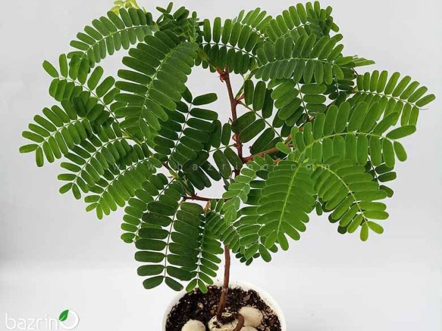 بذر تمر هندی(شیرین)