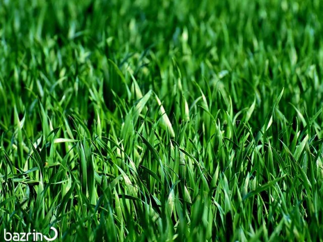 بذر چمن سایه