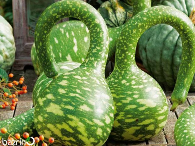 بذر کدو اردکی سبز