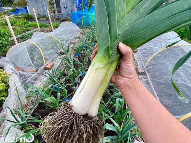 بذر تره فرنگی