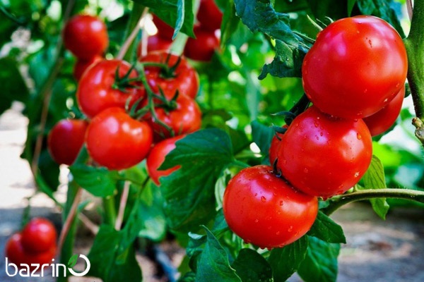 بذر گوجه فرنگی مینیاتوری قرمز