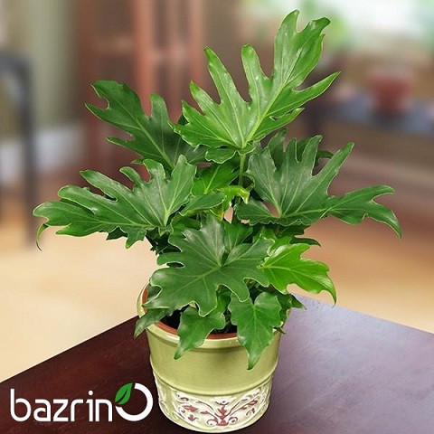 بذر گیاه برگ انجیری فر (Selloum)