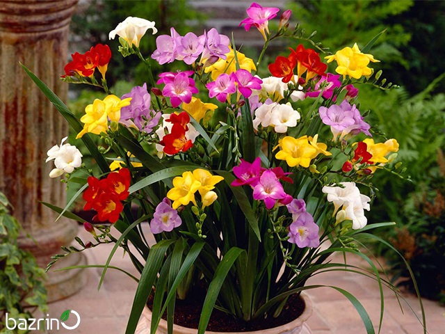 پیاز گل فریزیا میکس(10 عددی)